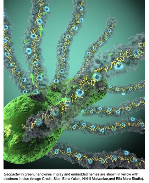 Olivera Francetic - Bacterial nanowires - Research - Institut Pasteur