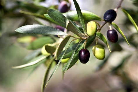 Olives Are Australia