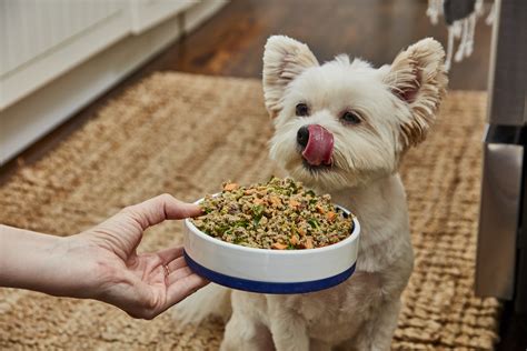 Ollie dog. Large and giant dogs (65 lbs +) $4–6. $8–12. $240–360. Your dog’s breed, age, weight, and activity level may vary, and therefore, the food costs may vary. Ollie estimates that most owners pay $6 per day on average. This table shows approximate costs, so you won’t see a huge increase if you add a few pounds to your dog’s weight. 