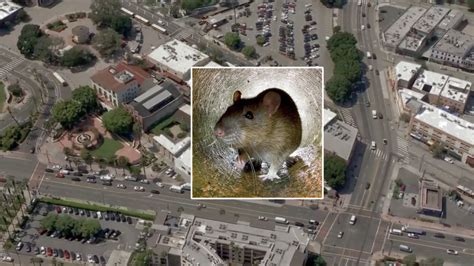 Olvera Street merchants concerned about homeless, rampant rats
