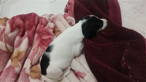 Olx cachorro itapetininga.  Um espa&ccedil;o para partilhar e discutir Portugal o...