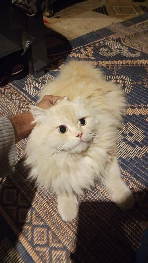 Olx punch face cat.  J&aacute; teve alguma m&aacute; experi&ecirc;ncia?.  Sep 6, 2023 · Chciałem...