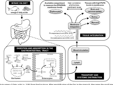 Omega-3 Bioavailability: Is One Form of Omega-3 More …