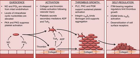 Omega-3s reduce platelet aggregation, coagulation and …