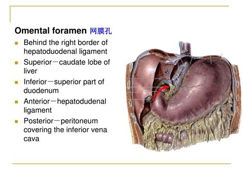 Omental foramen Detailed Pedia