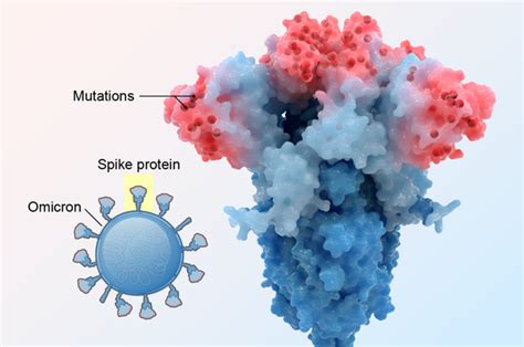 Omicron’s Surprising Anatomy Explains Why It Is Wildly Contagious