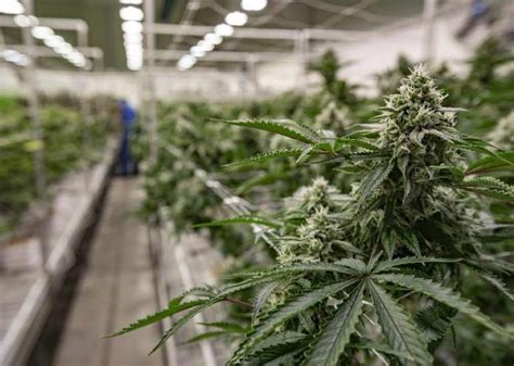 Omma packaging laws.  New OMMA Rules Relating to Dispensaries and Packagin...