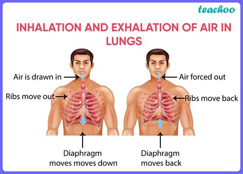 On Breathing and Not Breathing—The Sequence - Plume