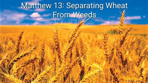 On Separating the Wheat and the Weeds - CultureWatch