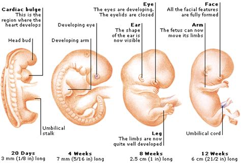 On days 29 to 35, the fetuses develop their sex organs and begin to look like actual puppies