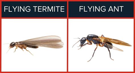 On the Fly Termite & Pest Control - Facebook