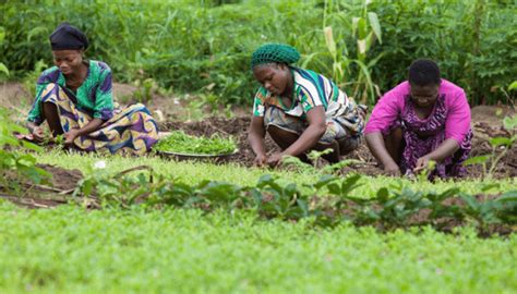 Ondo women farmers lament insecurity, fuel scarcity