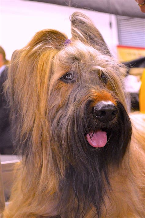One hundred and thirty three years later, the first litter of Briards was registered with the American Kennel Club