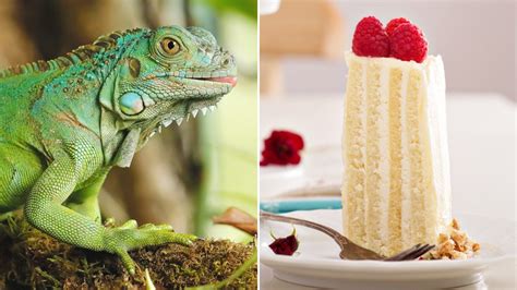 One iguana’s taste for cake leaves a young San Jose girl with a mysterious malady