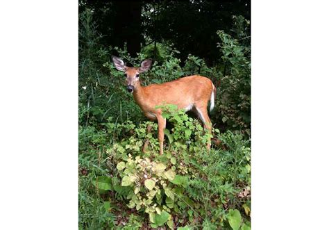 One in Four U.S. Deer Is Infected With Malaria