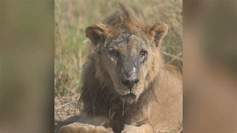 One of Africa’s oldest lions killed in Kenya, conservationists say