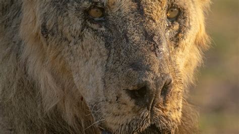 One of Kenya's oldest lions, Loonkiito, among 10 killed by herders