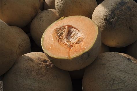 One person dead, 63 confirmed cases in salmonella outbreak linked to cantaloupe: PHAC