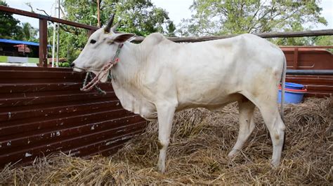 Ongole Cattle ~ Everything You Need to Know - Chickens, …