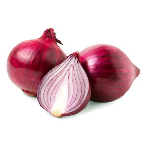 Onion - Nurani International