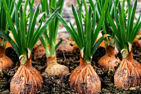 Onion plant. Learn how to grow onions in your garden space with this comprehensive guide. Find out the best varieties, planting tips, care methods, and harvesting techniques for different onion types. Discover the hardiness … 
