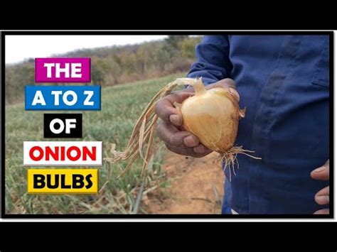 Onions price in Zambia - April 2024 prices (Updated Daily) - Selina Wamucii