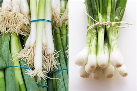 Onions vs. Green Onions, Scallions, Spring Onions or …