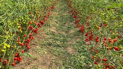 Onlarda&Bizde Vine 2017 Madalya Töreni YouTube.