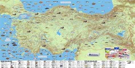 Online deniz haritası