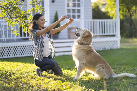 Online dog training. 5 days ago · Here’s a key tip regarding how to train dogs to stay: Use distance, duration and distractions, but only introduce one at a time. So if you use distance, for example, don’t add duration to the ... 