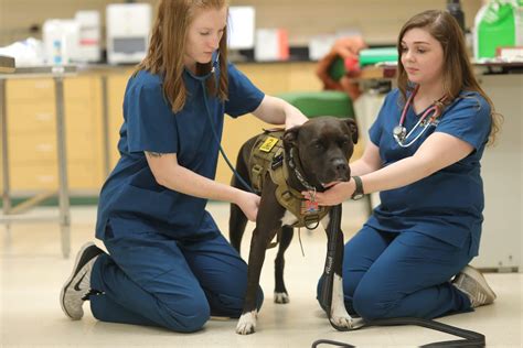 Online veterinary technician programs. Transform learning into making a difference on a veterinary health care team. The two-year Veterinary Technician Ontario College Diploma program prepares you to enter the Veterinary profession by offering an authentic learning experience working alongside highly credentialed professionals in our on-campus veterinary medical facility and in our … 