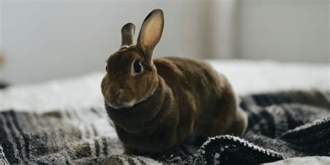 Only_Bunni Onlyfans Leak