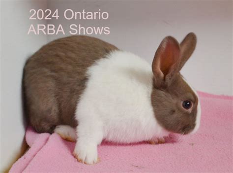 Ontario Council of Rabbit Clubs