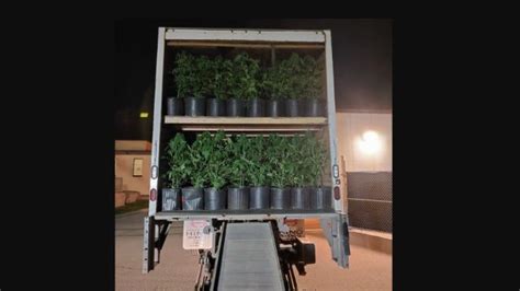 Ontario police charge driver that was storing over 400 cannabis plants