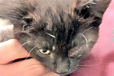 Ontario police investigating after kitten thrown from car window onto highway