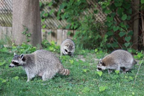 Ontario seizes 95 raccoons from rehab facility that says it has done nothing wrong