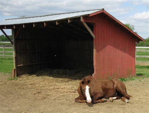 Onward We Shed! Equine Science Center - Rutgers University