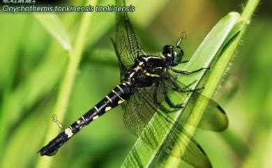 Onychothemis tonkinensis - WikiMili, The Best Wikipedia Reader