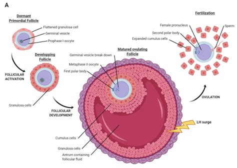 Oocyte Structure