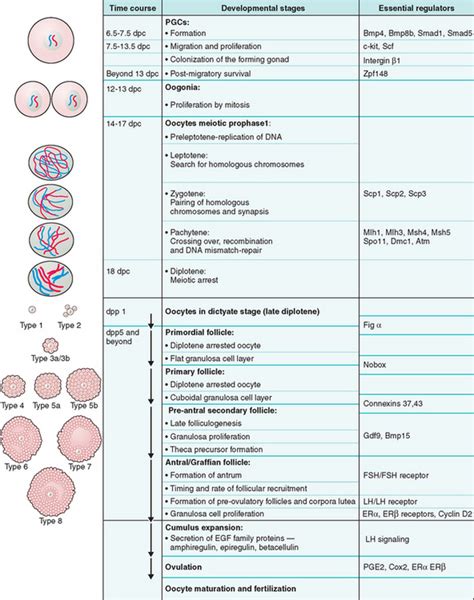 Oogenesis Clinical Gate