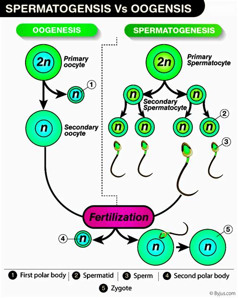 Oogenesis Encyclopedia.com