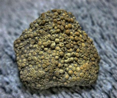 Oolite definition, A rock consisting of small round grains that resemble the roe of fish, are cemented together, and consist of small concretions which usually are of calcium carbonate forming a variety of limestone but sometimes are of silica or iron oxide... 