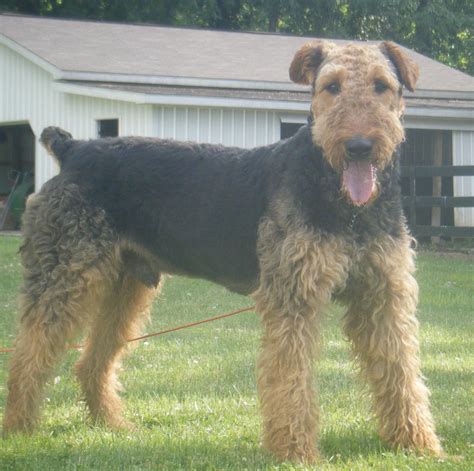 Breed Colors. Black and Tan. Grizzle and Tan. Black. Black and Tan. Fawn. Salt and Pepper. Compare the Airedale Terrier to the Giant Schnauzer. View our detailed comparison chart to find similarities and differences in size, temperament, maintenance, and more.. 