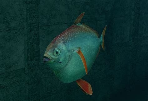 Opah Endless Ocean Wiki Fandom