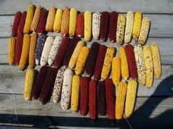 Open Pollinated corn, better and more profitable …