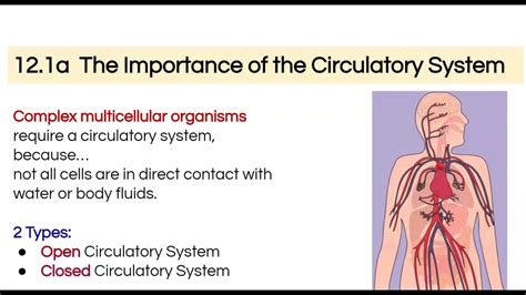 Open Vs, Closed Circulatory Systems - YouTube