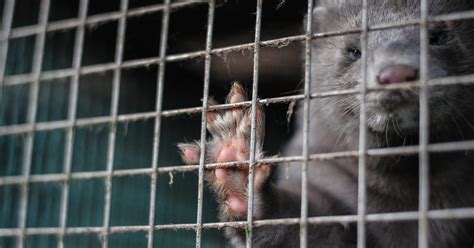 Open letter: It’s time for an EU-wide ban on fur farming