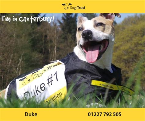 Opening Hours - Dogs Trust New