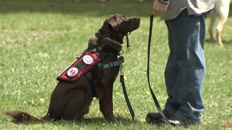 Operation Delta Dog: Local group pairs service members with service dogs