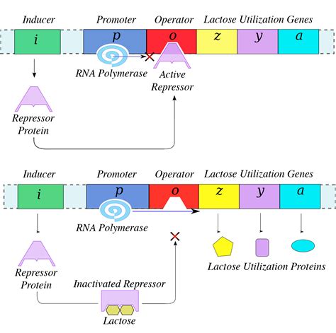 Operon ap bio. Gene regulation is the process of controlling which genes in a cell's DNA are expressed (used to make a functional product such as a protein). Different cells in a multicellular organism may express very different sets of genes, even though they contain the same DNA. The set of genes expressed in a cell determines the set of proteins and ... 